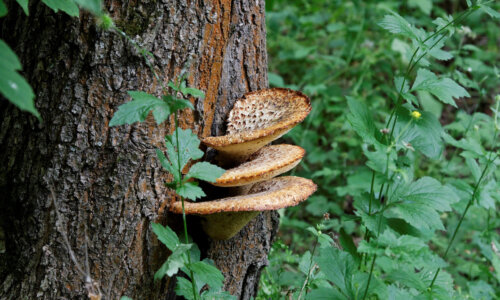 Ein Baumstamm im Wald, an dem seitlich ein Pilz mit drei Köpfen untereinander wächst. Um den Stamm befinden sich hoch gewachsene grüne Pflanzen.