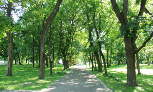 Park mit einem Kiesweg in der Mitte und links und rechts davon stehen mehrere grüne Laubbäume, die Wiese ist auch grün.
