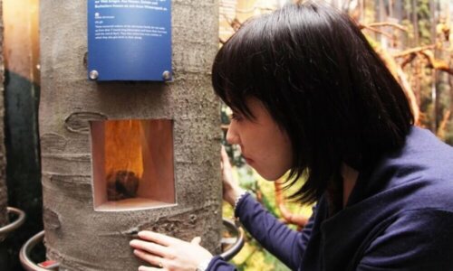 Eine Frau betrachtet durch eine Öffnung in einem Baumstamm ein kleines Tier. Der Baumstamm ist Teil einer Wald-Ausstellung.